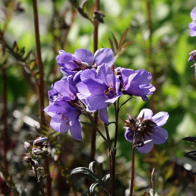 Polemonium Bressingham Purple (Fioritura)