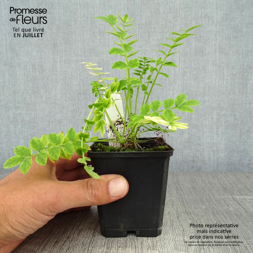 Esemplare di Polemonium caeruleum Album - Valeriana greca Vasetto da 8/9 cm consegnato in estate
