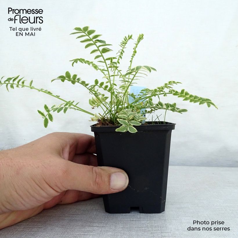 Polemonium caeruleum Brise d'Anjou - Valeriana greca Vasetto da 8/9 cm esemplare consegnato in primavera