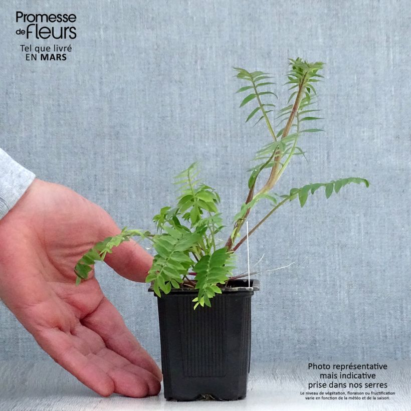 Polemonium carneum Apricot Delight Vasetto da 8/9 cm esemplare consegnato in primavera