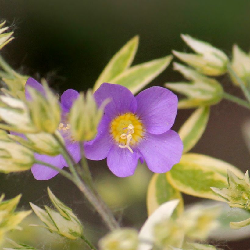Polemonium pulcherrimum Golden Feathers (Fioritura)