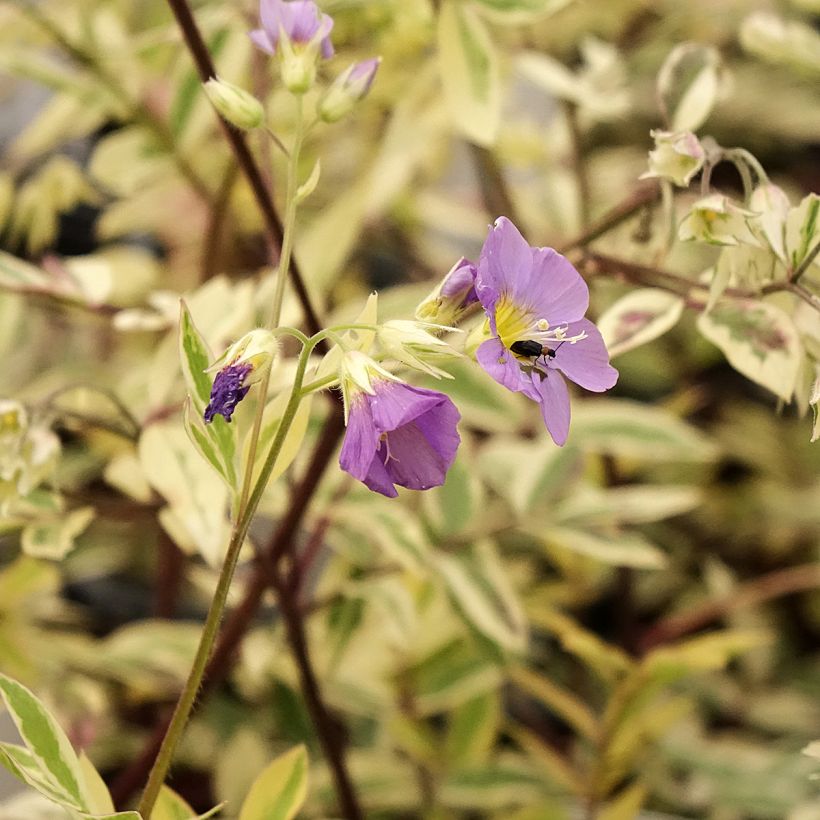 Polemonium pulcherrimum Golden Feathers (Fioritura)