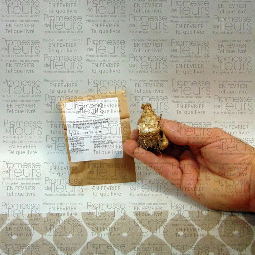 Esempio di esemplare Polyanthes tuberosa Yellow Baby - Agave amica Bulbo taglia 10+ come consegnato