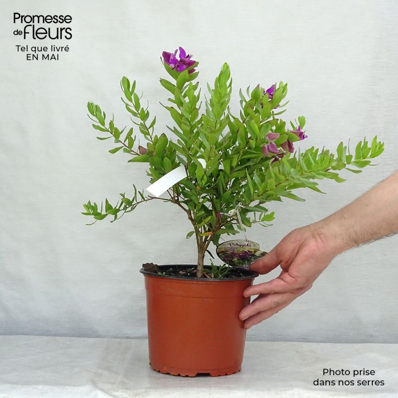 Example of Polygala myrtifolia Vaso da 2L/3L as you get in printemps