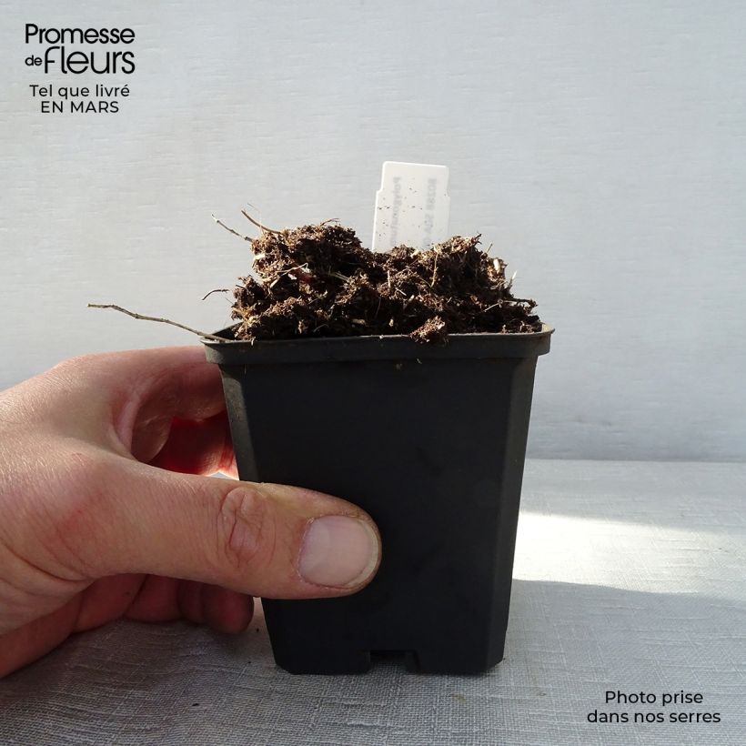 Polygonatum humile - Sigillo di Salomone Vasetto da 8/9 cm esemplare consegnato in primavera