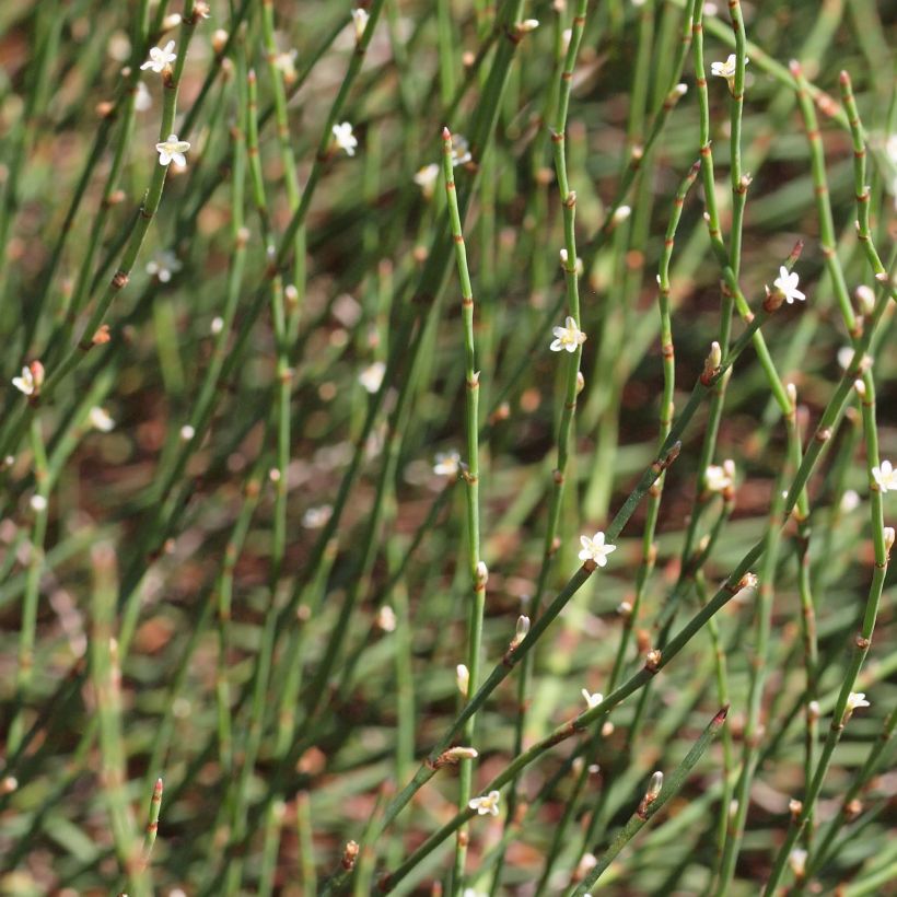 Polygonum scoparium - Poligono scopario (Flowering)