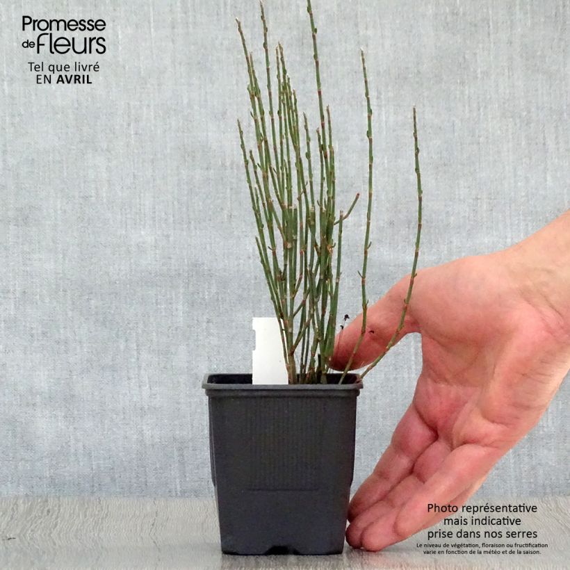 Example of Polygonum scoparium - Poligono scopario Vasetto da 8/9 cm as you get in printemps