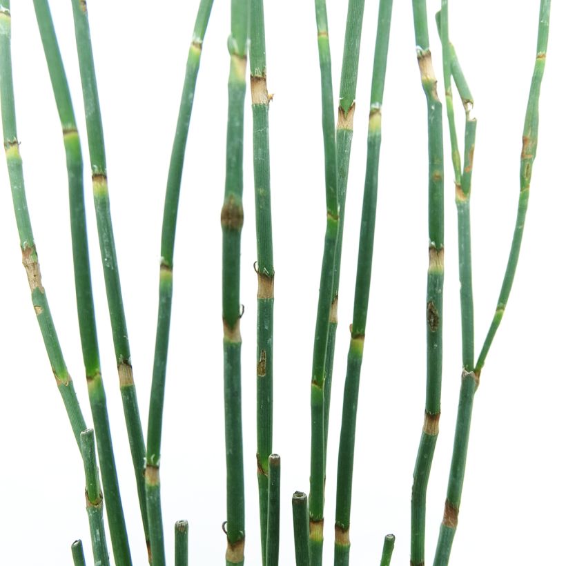 Polygonum scoparium - Poligono scopario (Foliage)