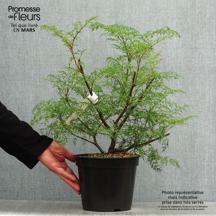 Polyscias sambucifolia Vaso da 4L/5L esemplare consegnato in primavera