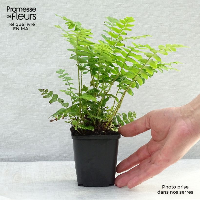 Example of Polystichum acrostichoides Vasetto da 8/9 cm as you get in printemps