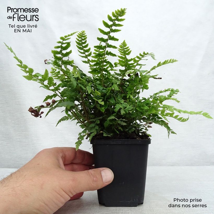 Example of Polystichum aculeatum - Felce aculeata Vasetto da 8/9 cm as you get in printemps