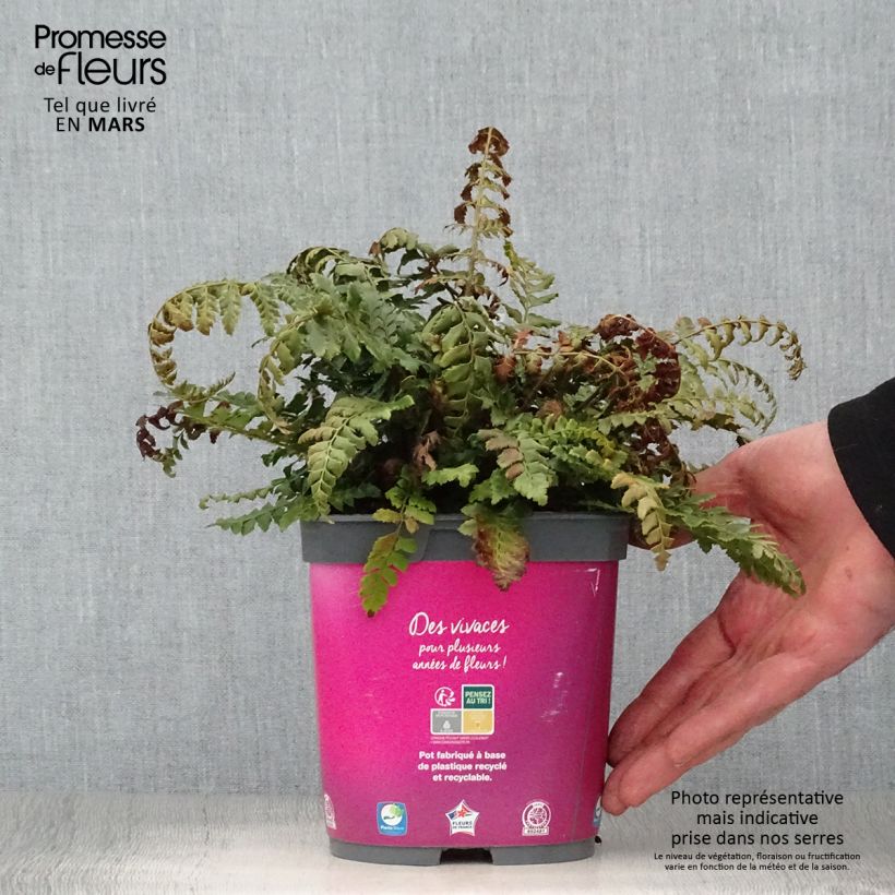 Example of Polystichum aculeatum - Felce aculeata Vaso da 2L/3L as you get in printemps