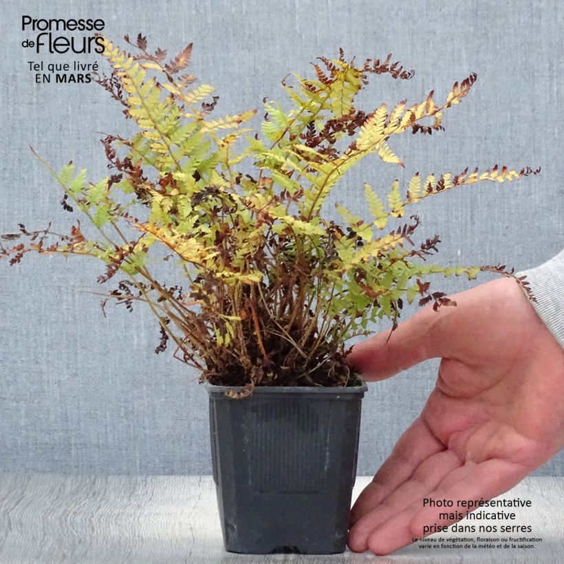 Polystichum braunii - Felce di Braun Vasetto da 8/9 cm esemplare consegnato in primavera