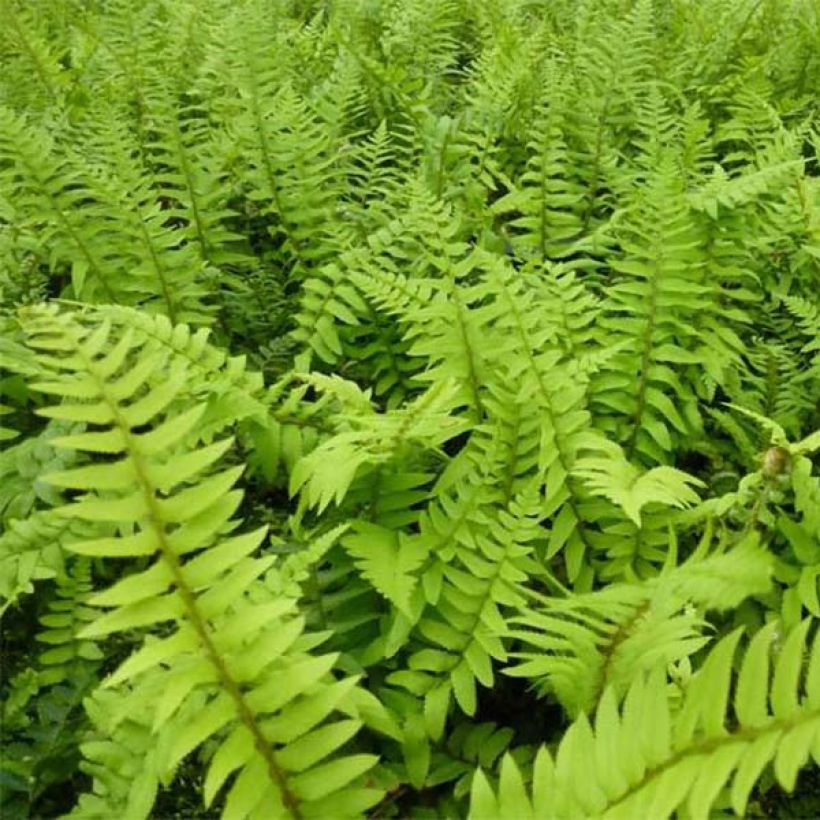 Polystichum munitum (Foliage)