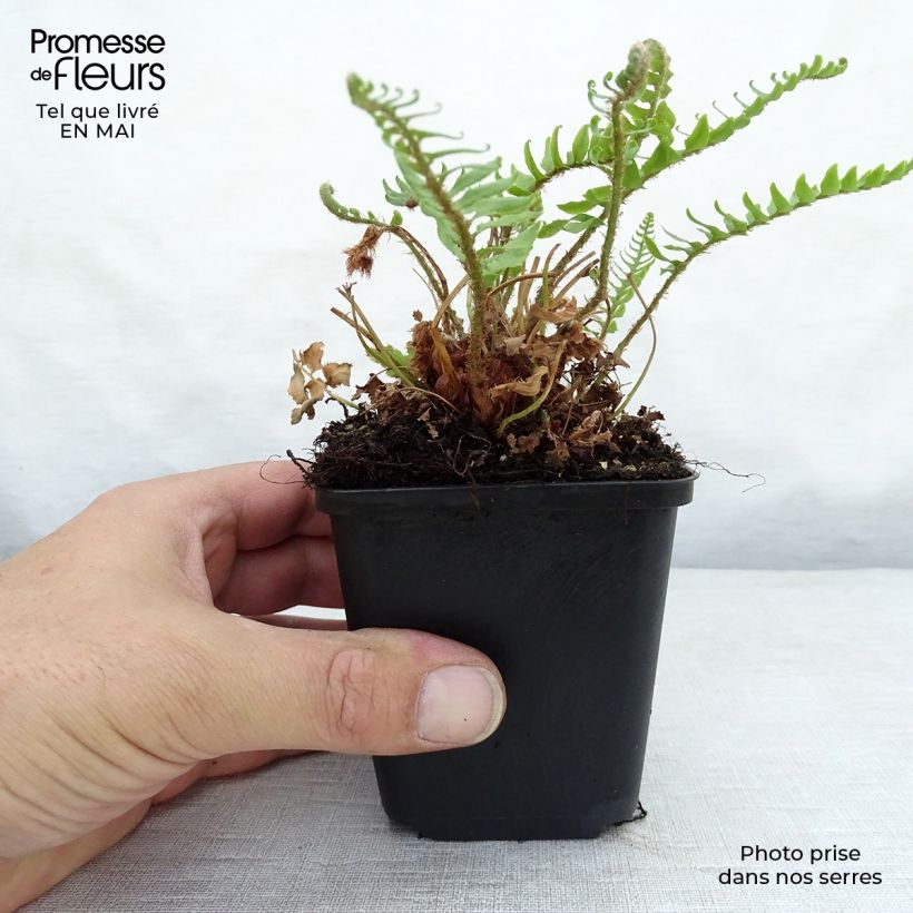Example of Polystichum munitum Vasetto da 8/9 cm as you get in printemps