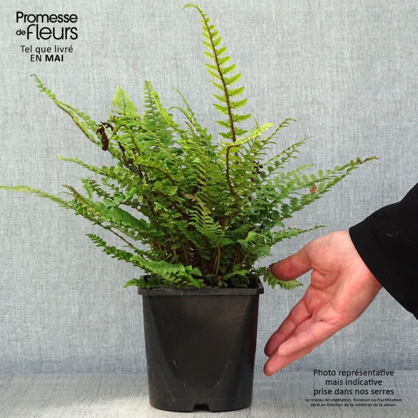 Polystichum neolobatum Vaso da 2L/3L esemplare consegnato in primavera