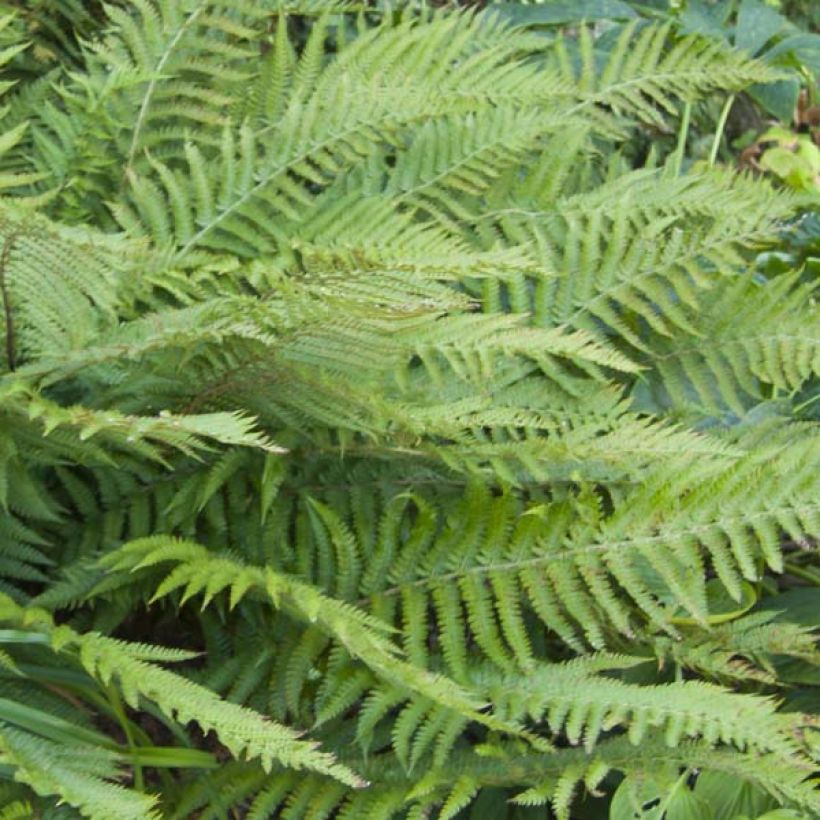 Polystichum polyblepharum (Foliage)