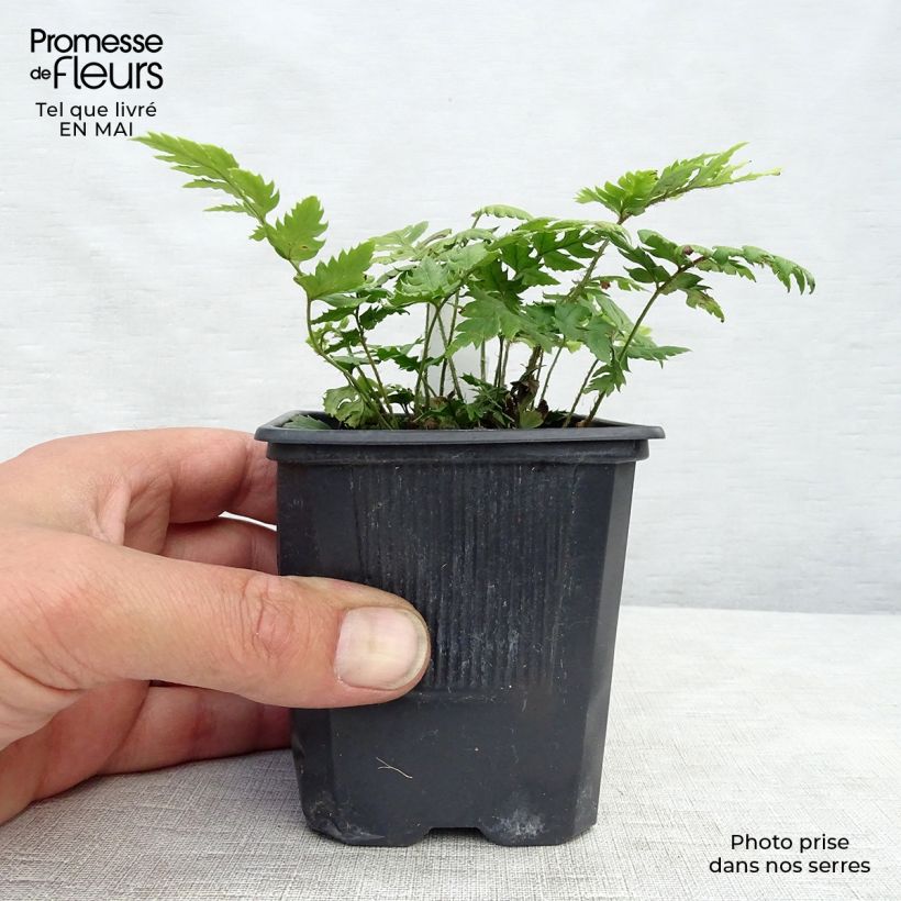 Example of Polystichum rigens Vasetto da 8/9 cm as you get in printemps