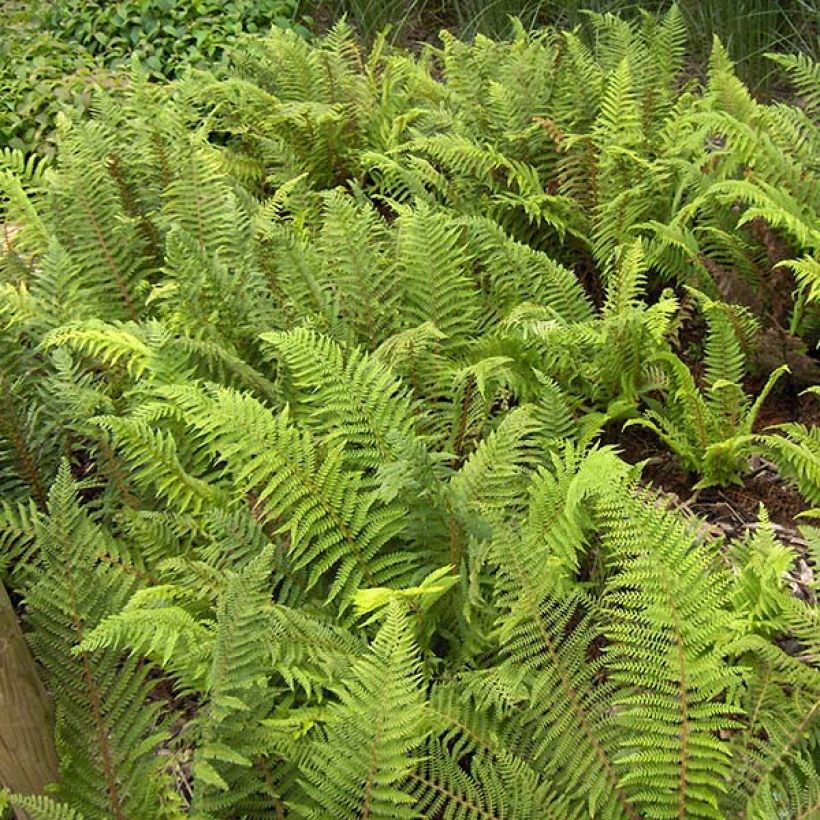 Polystichum setiferum - Felce setifera (Foliage)