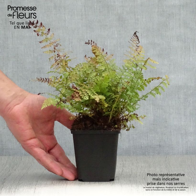 Example of Polystichum setiferum Herrenhausen - Felce setifera Vasetto da 8/9 cm as you get in printemps