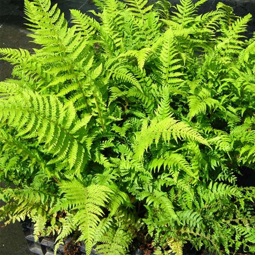 Polystichum setiferum Dahlem - Felce setifera (Fogliame)