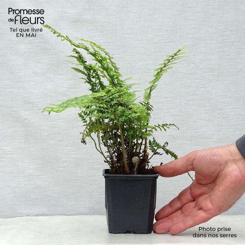 Example of Polystichum setiferum - Felce setifera Vasetto da 8/9 cm as you get in printemps