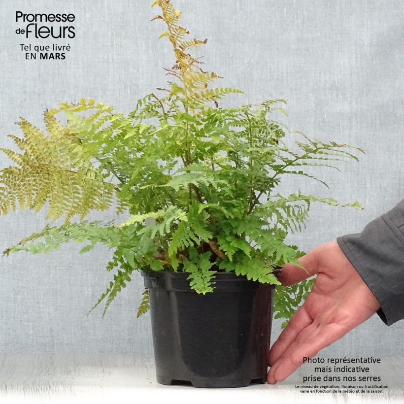 Example of Polystichum setiferum - Felce setifera Vaso da 2L/3L as you get in printemps