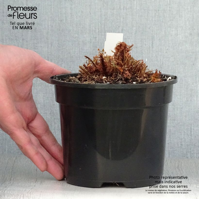 Polystichum setiferum Plumosum Bevis - Felce setifera Vaso da 2L/3L esemplare consegnato in primavera