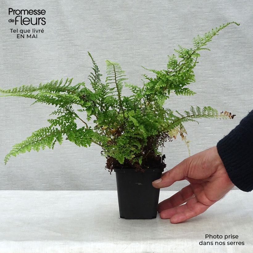 Polystichum setiferum Plumosum Densum - Felce setifera Vasetto da 8/9 cm esemplare consegnato in primavera