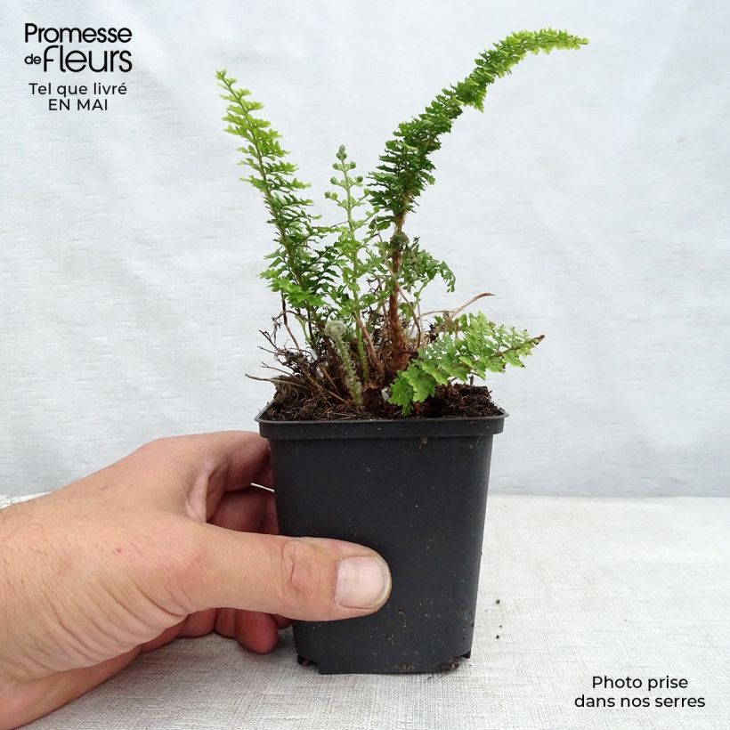 Example of Polystichum tsus-simense Vasetto da 8/9 cm as you get in printemps