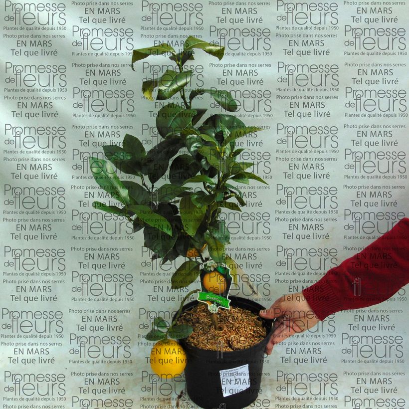 Esempio di esemplare Citrus x paradisi Star Ruby - Pompelmo Vaso da 4L/5L come consegnato