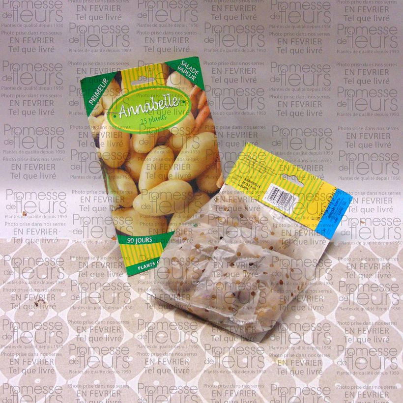 Esempio di esemplare Patata Annabelle sacco da 25 piante taglia 28/32 mm come consegnato