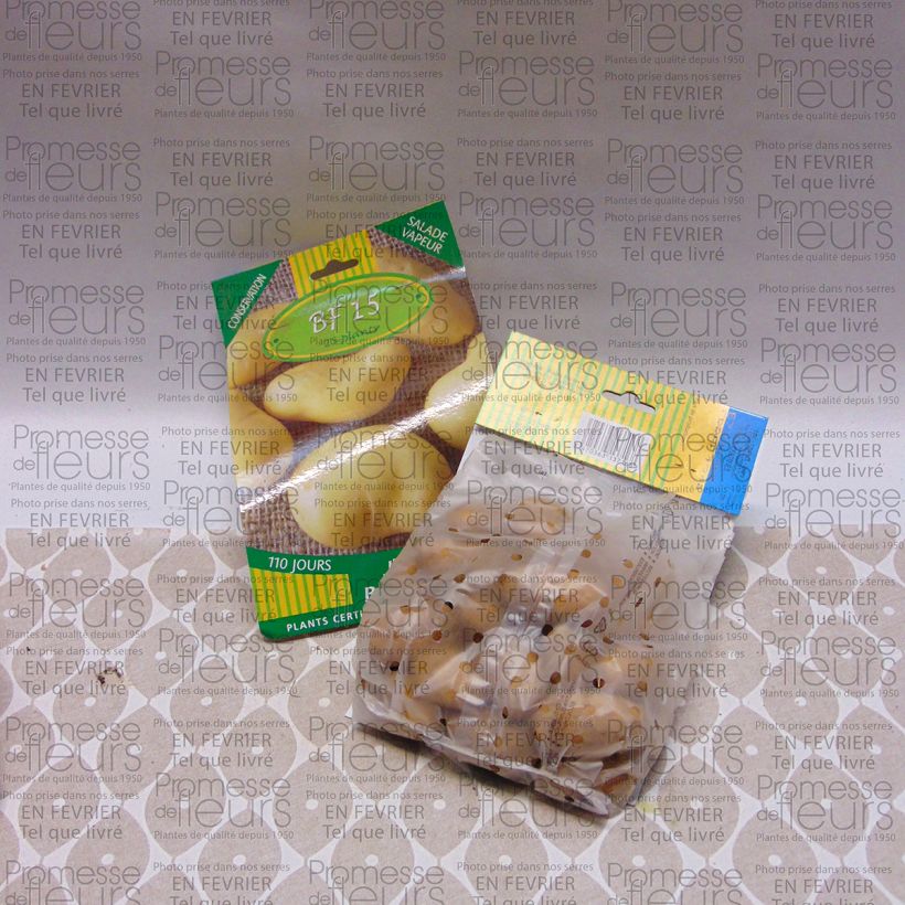 Esempio di esemplare Patata BF 15 Sacchetto taglia 25/35 mm come consegnato