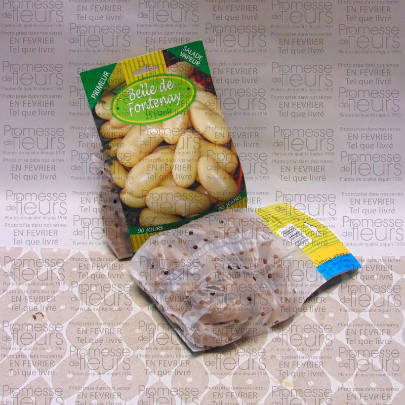 Esempio di esemplare Patata Belle de Fontenay sacco da 25 piante taglia 25/32 mm come consegnato
