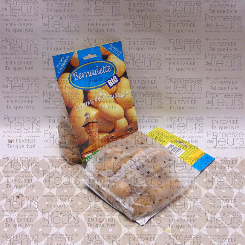 Example of Patata Bernadette Bio sacco da 25 piante taglia 28/45 mm as you get