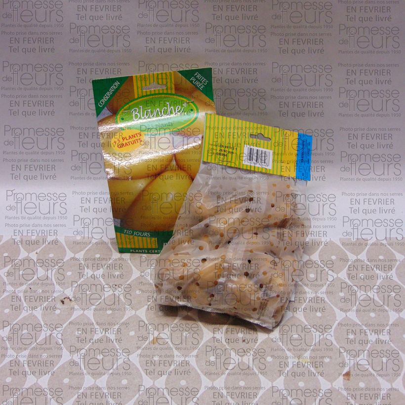 Esempio di esemplare Patata Bianca sacco da 25 piante taglia 28/40 mm come consegnato