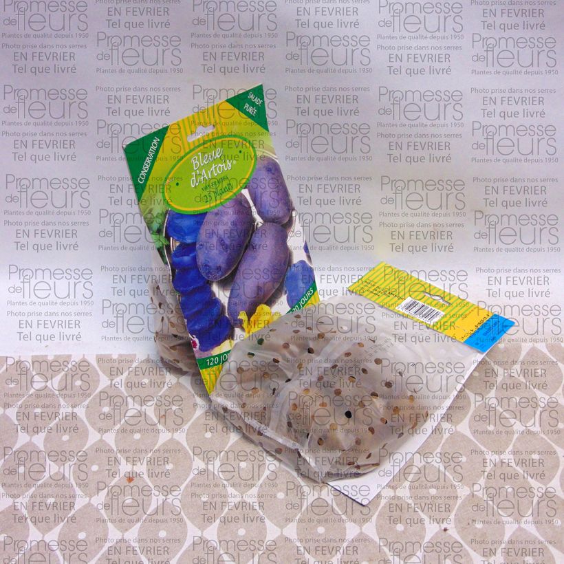 Esempio di esemplare Patata Blu Artois sacco da 25 piante taglia 28/45 mm come consegnato