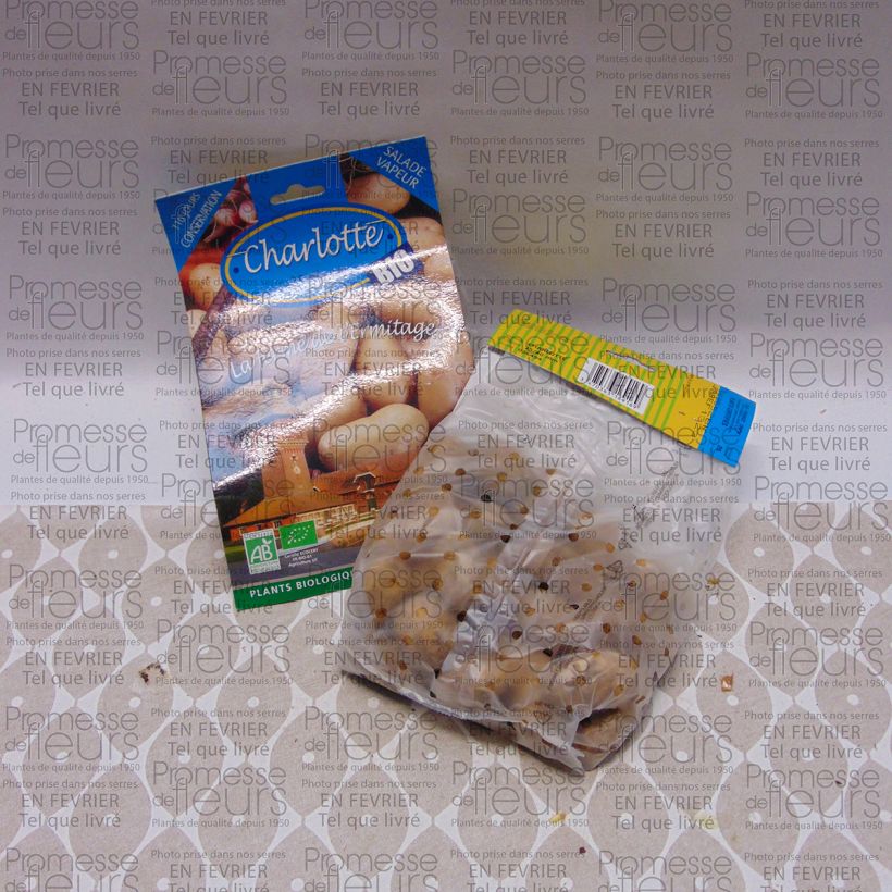 Example of Patata Charlotte Bio sacco da 25 piante taglia 25/40 mm as you get