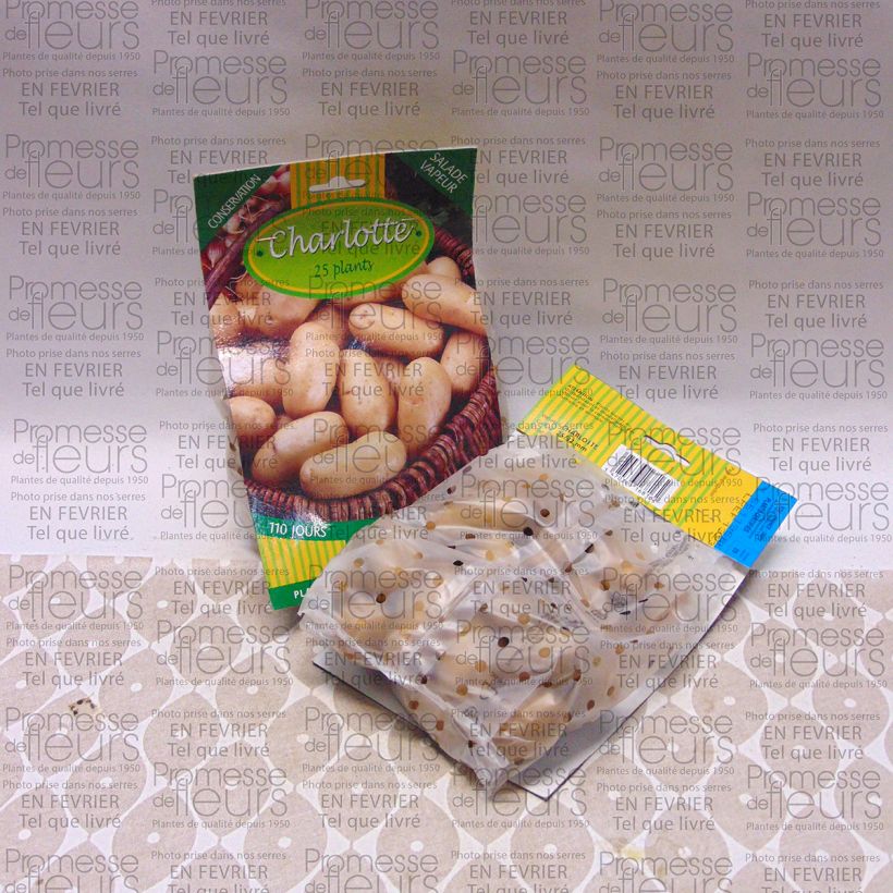 Example of Patata Charlotte sacco da 25 piante taglia 25/32 mm as you get