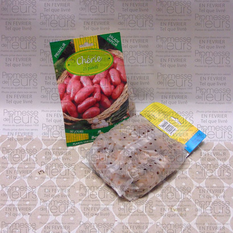 Example of Patata Cherie sacco da 25 piante taglia 25/32 mm as you get