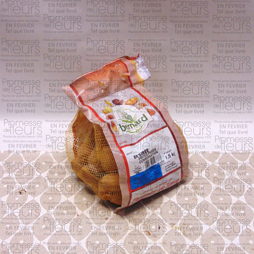 Example of Patata Desiree Pezzo taglia 28/35 mm as you get