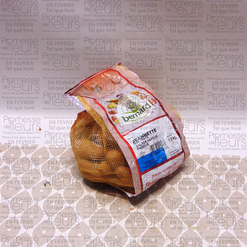 Example of Patata Jeannette (N°105-2) Pezzo taglia 25/35 mm as you get