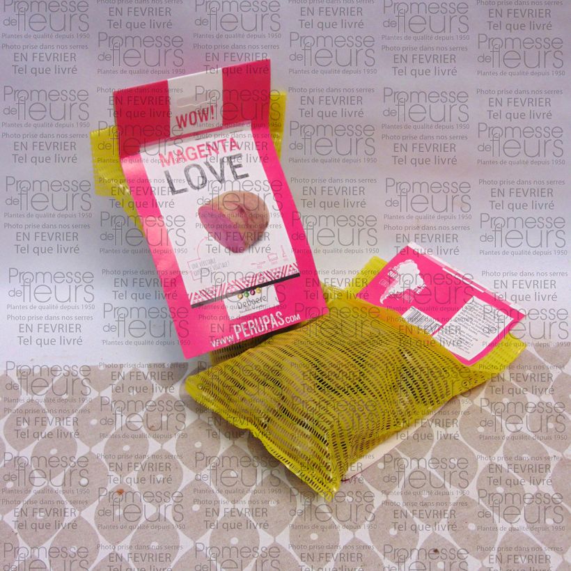 Esempio di esemplare Patata Magenta Love sacco da 25 piante taglia 28/32 mm come consegnato