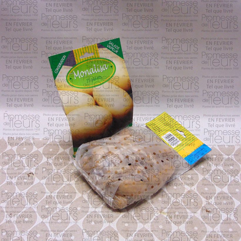 Example of Patata Mona Lisa sacco da 25 piante taglia 28/35 mm as you get