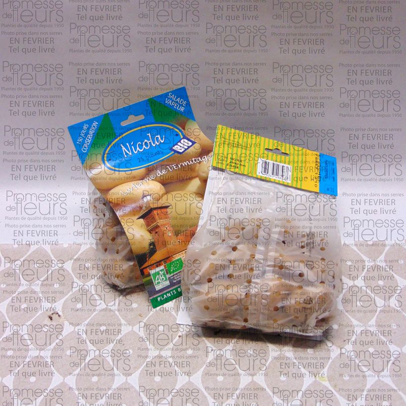 Example of Patata Nicola Bio sacco da 25 piante taglia 25/40 mm as you get