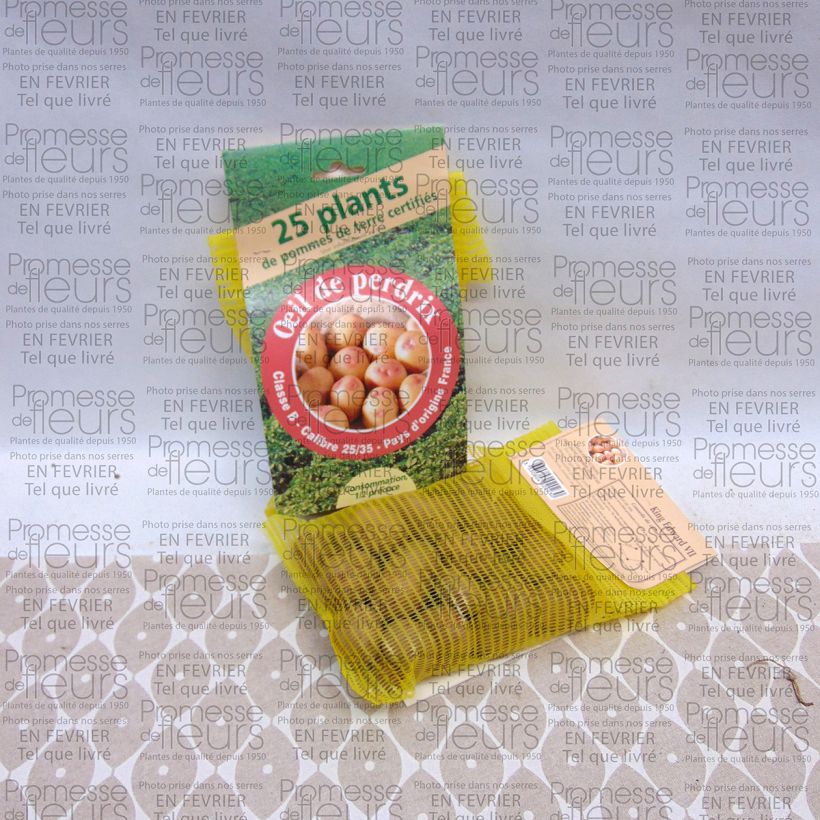 Esempio di esemplare Patata Oeil de Perdrix sacco da 25 piante taglia 28/35 mm come consegnato