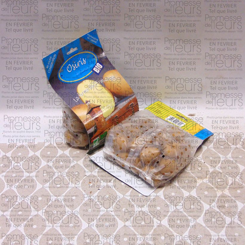 Example of Patata Osiris Bio sacco da 25 piante taglia 28/45 mm as you get