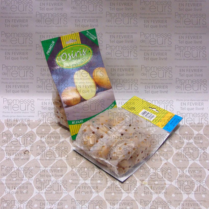 Esempio di esemplare Patata Osiris sacco da 25 piante taglia 28/40 mm come consegnato