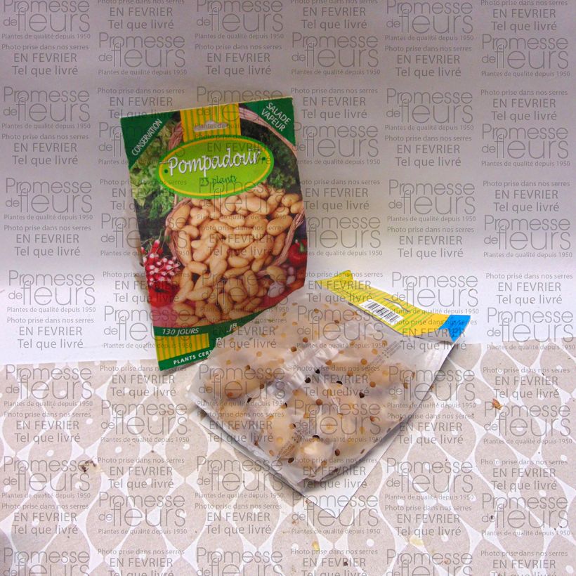 Esempio di esemplare Patata Pompadour Sacchetto taglia 25/32 mm come consegnato