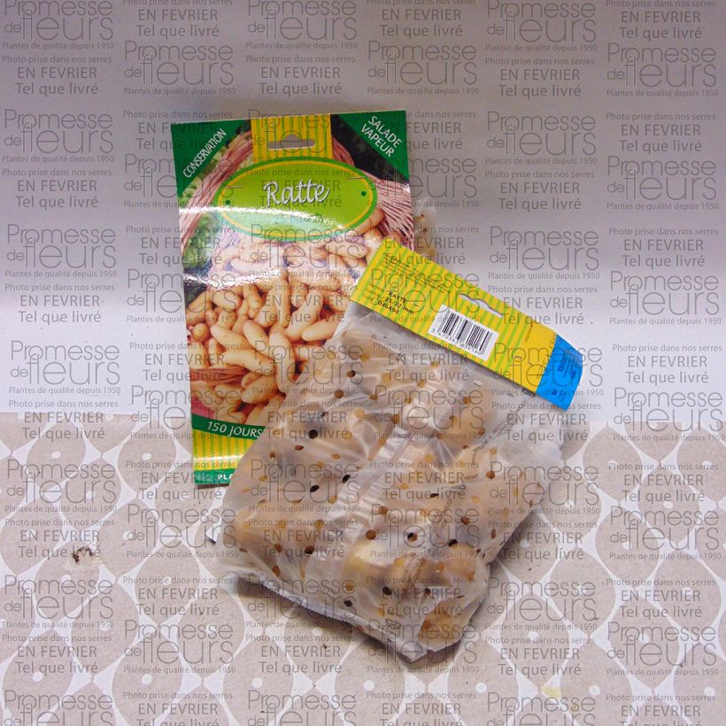 Example of Patata Ratte sacco da 25 piante taglia 25/32 mm as you get